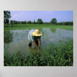 Poster Thaïlande, Sukhothai. Riziculteur. MR.