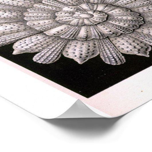 Poster THALAMOPHORA Kammerlinge Protozoa (Coin)