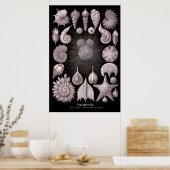 Poster Thalamphora - Plaque 2 - Kunstformen der Natur (Cuisine)