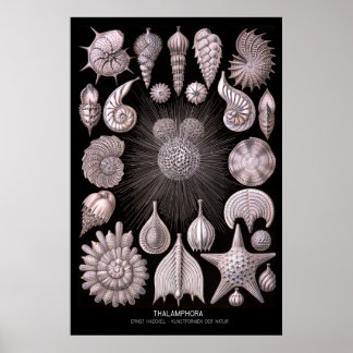 Poster Thalamphora - Plaque 2 - Kunstformen der Natur