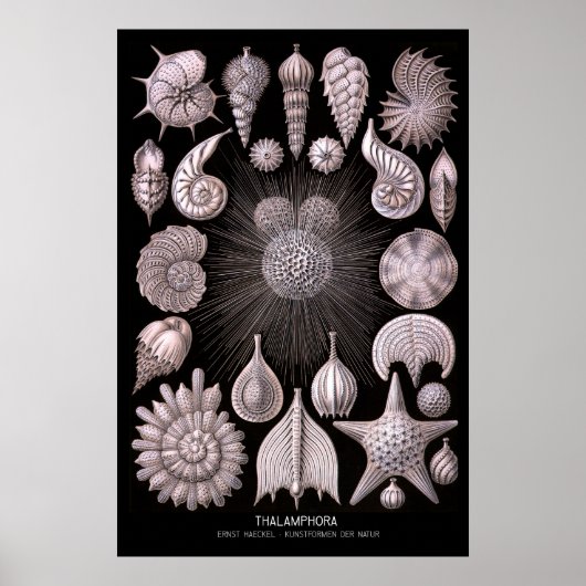 Poster Thalamphora - Plaque 2 - Kunstformen der Natur (Devant)