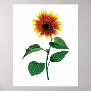 Poster The Dancing Sunflower