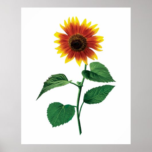 Poster The Dancing Sunflower (Devant)