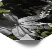 Poster Thé de sang et Fontaine de grenouille à cordes rou (Coin)