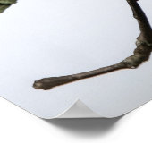 Poster The Fly Catcher (Coin)