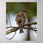 Poster The Fly Catcher (Devant)