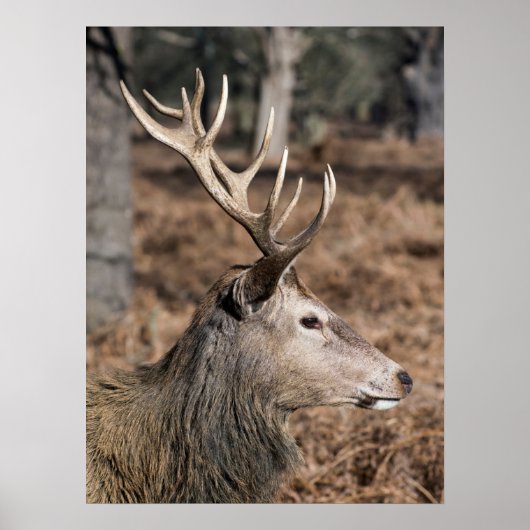 Poster The King's Deer of Richmond Park, Londres, Royaume (Devant)