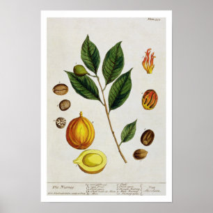 Poster The Nutmeg, assiette 353 de 'A Curious Herbal', pu