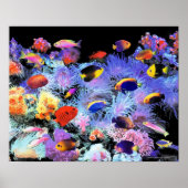 Poster The Paradise of Centropyge (Devant)