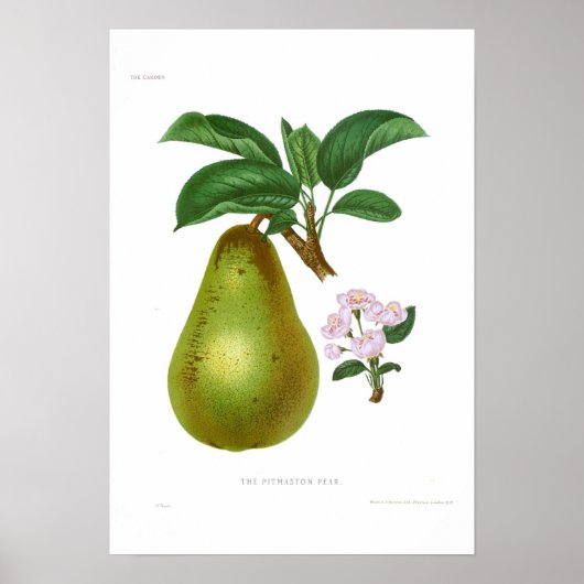 Poster The Pitmaston Pear (Devant)