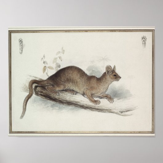 Poster The Polecat, 19th century (Devant)