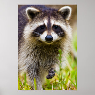Poster The raccoon, Procyon lotor