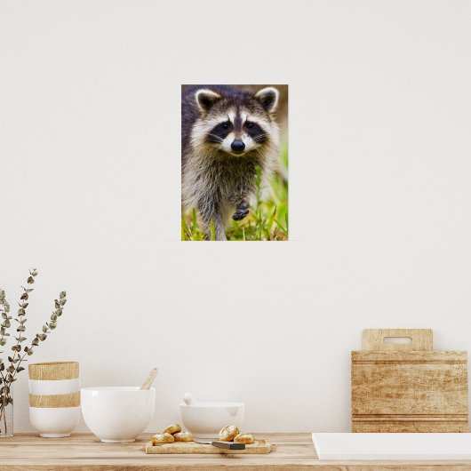 Poster The raccoon, Procyon lotor, is a widespread, 3 (Cuisine)