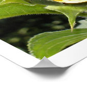 Poster The Sun Flower (Coin)