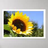Poster The Sun Flower (Devant)
