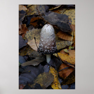 Poster The White Mushroom