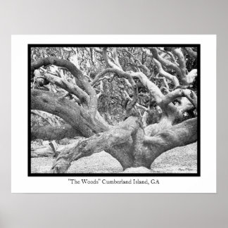 Poster "The Woods" Cumberland Island, GA