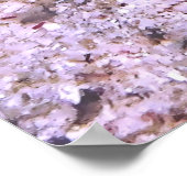 Poster Thecacera pacifica (Coin)