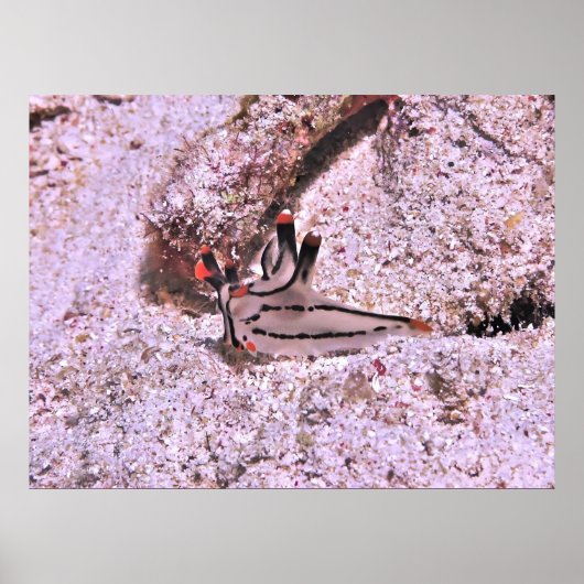 Poster Thecacera pacifica (Devant)