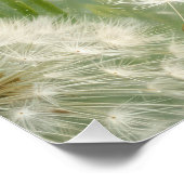 Poster Then Sings My Soul Dandelions and Daisies (Coin)