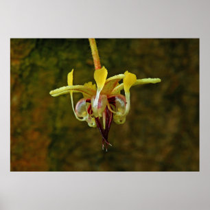 Poster Theobroma Cacao Arbre Fleur