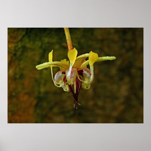 Poster Theobroma Cacao Arbre Fleur (Devant)