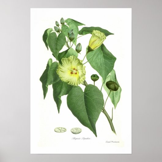 Poster Thespesia populnea (Devant)