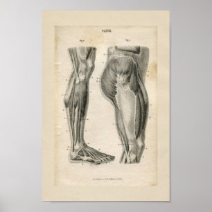 Poster Thigh Leg Muscles Vintage Anatomy Print