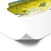 Poster Thon jaune et Dorado d'eau salée (Coin)