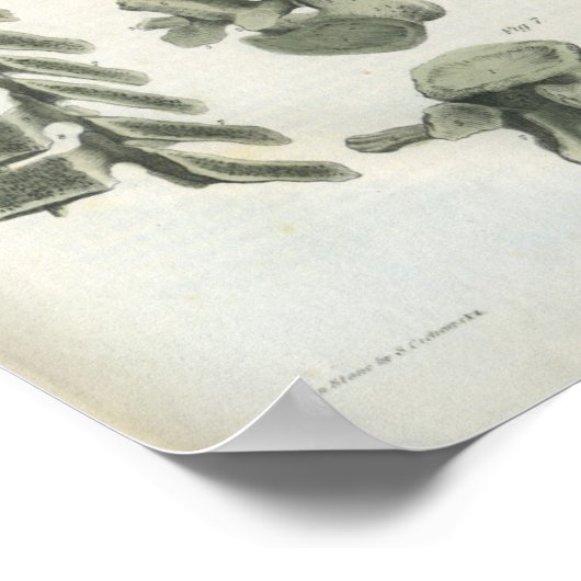 Poster Thoracic et Lumbar Vertebrae Chiropratique (Coin)