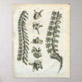 Poster Thoracic et Lumbar Vertebrae Chiropratique (Devant)