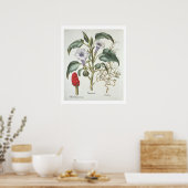 Poster Thorn Apple, de la "Hortus Eystettensis" de Bas (Cuisine)