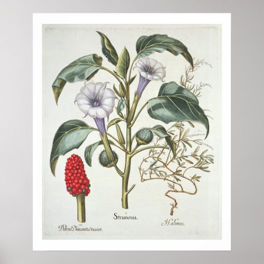 Poster Thorn Apple, de la "Hortus Eystettensis" de Bas (Devant)