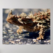 Poster Thorny Devil Lizard Outback Australie, jusqu'à 24x (Devant)