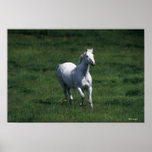 Poster Thoroughbred Mare (Devant)