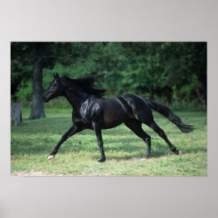 Poster Thoroughbred Running