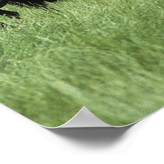 Poster Thoroughbred Youngsters (Coin)