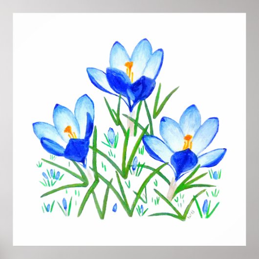 Poster Three Blue Crocus Flowers Print (Devant)