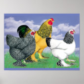 Poster Three Brahmas (Devant)