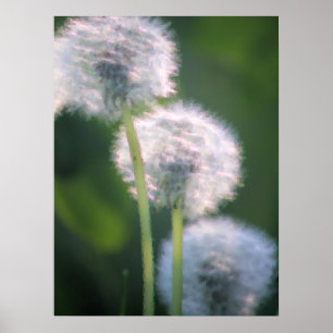 Poster Three Dandelion Blooms Painting