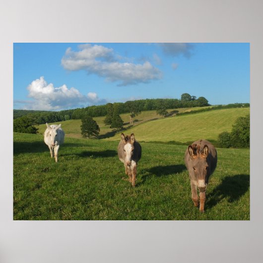 Poster Three Donkeys in a Field Photograph (Devant)