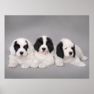 Poster Three Landseer puppies