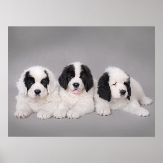 Poster Three Landseer puppies (Devant)