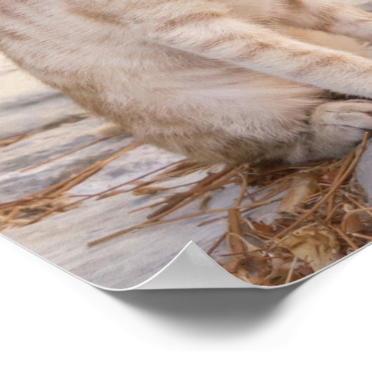 Poster Three young cute cat kittens sit friendly together (Coin)