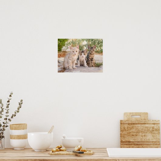 Poster Three young cute cat kittens sit friendly together (Cuisine)