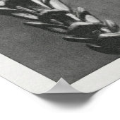 Poster Thujopsis dolabrata agrandi 10 fois, (Coin)