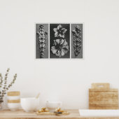Poster Thujopsis dolabrata agrandi 10 fois, (Cuisine)