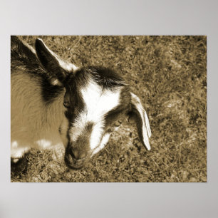 Poster Thumbalina le goat