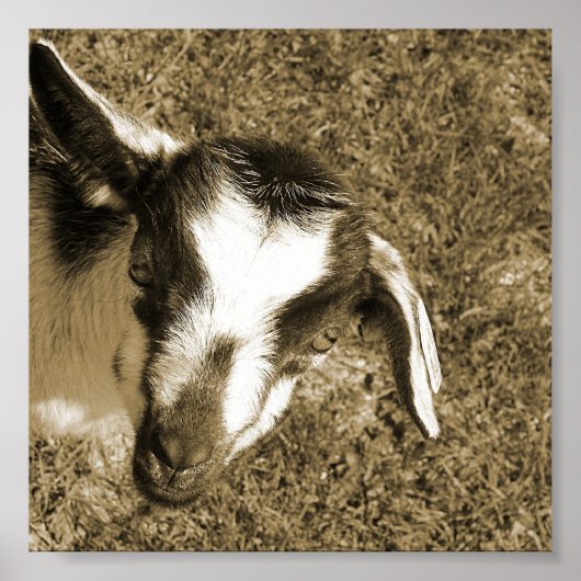 Poster Thumblina la chèvre (Devant)