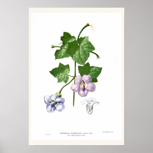 Poster Thunbergia grandiflora (Devant)